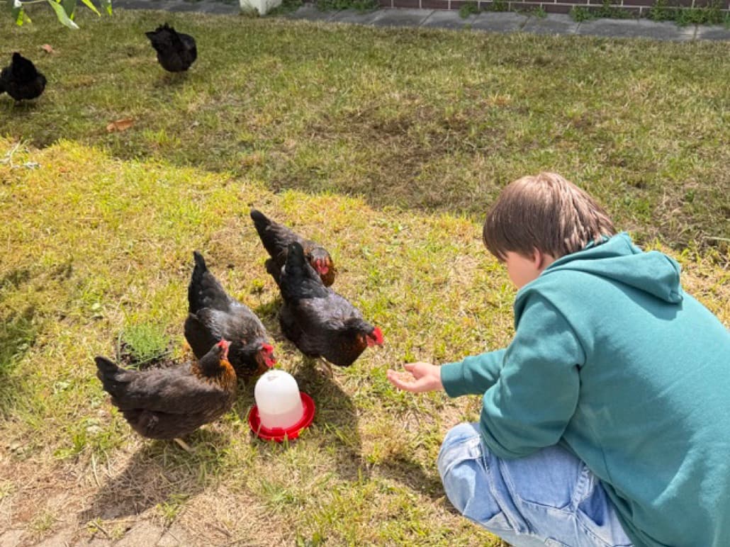 Ein Kind kniet im Gras und füttert schwarze Hühner